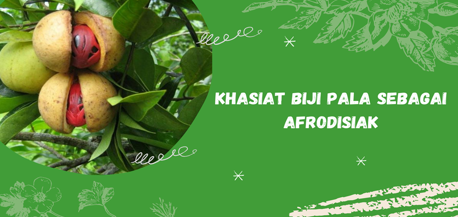 Khasiat Biji Pala Sebagai Afrodisiak Khasiat Biji Pala Sebagai Afrodisiak